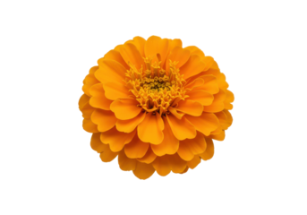 A vibrant marigold bloom against a stark black canvas radiating sunny warmth