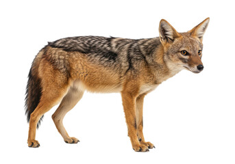 Fototapeta premium Alert Jackal Amberfurred canine poised against black watchful gaze