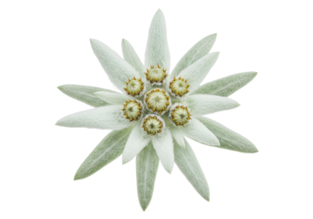 An edelweiss blooms its fuzzy petals radiating from a central cluster of buds a symbol of alpine beauty