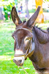 Donkey with saddle in the green park in Brest Belarus.