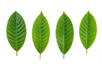 Fototapeta premium Four Lush Green Leaves Isolated White Background Natural Botany leaf plant fresh photo image nature