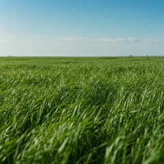 Obraz premium Vibrant Green Grass Field Under a Blue Sky