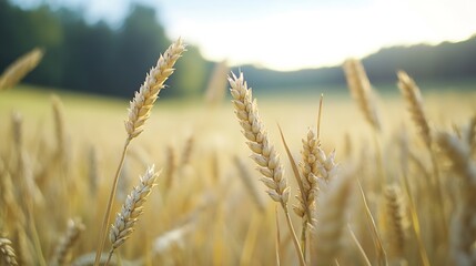 Fototapeta premium Golden wheat stalks illuminated by the warm evening sun, swaying gently in a vast field, creating a tranquil and peaceful summer scene. : Generative AI