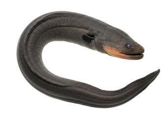 Electrifying Elegance An electric eel gracefully curves against the black