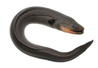 Electrifying Elegance An electric eel gracefully curves against the black