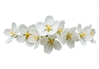 Obraz premium Delicate arrangement of white cherry blossoms with yellow centers isolated against a clean white backdrop