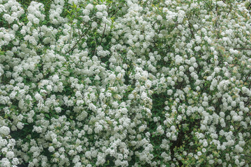 Blossoming white flowers in the garden.