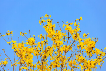 Golden Tree flowers on the blue sky background, Silver Trumpet Tree, Tree of Gold, Yellow flowers, Handroanthus chrysanthus