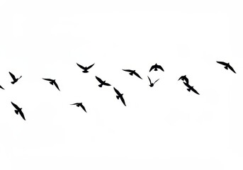 Silhouette of a flock of birds flying against a white background in a minimalist composition