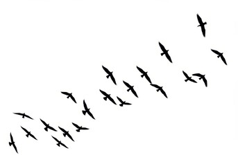 Silhouette of birds flying in formation against a white background, creating a sense of freedom and migration