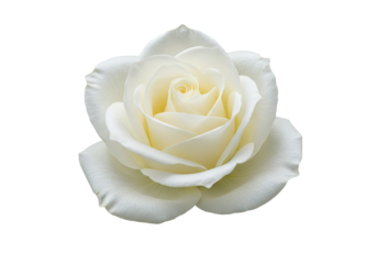 Ivory rose bloom soft petals reveal a spiral center against stark black