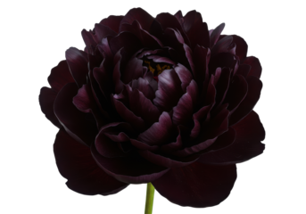 Midnight Peony Bloom A dark velvety flower against the void