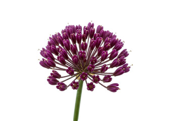 Purple allium bloom on black Spherical flower green stem