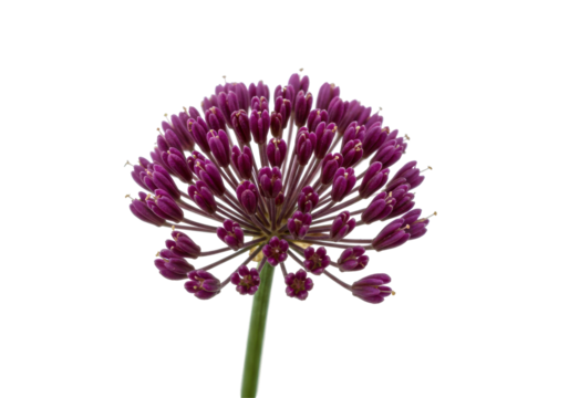Purple allium bloom on black Spherical flower green stem