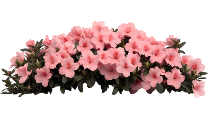 pink azalea flowers  isolated on transparent background