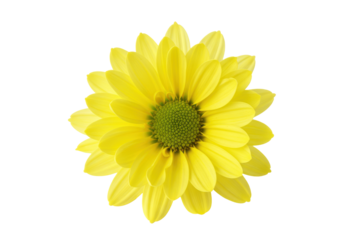 Radiant yellow chrysanthemum with a vibrant green center set against a stark black backdrop