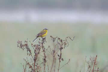 The western yellow wagtail (Motacilla flava), a small passerine bird in the wagtail family Motacillidae