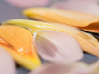 水に浸したダリアの花びらのマクロ撮影43