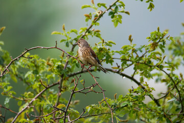 The common linnet (Linaria cannabina) is a small passerine bird of the finch family, Fringillidae.