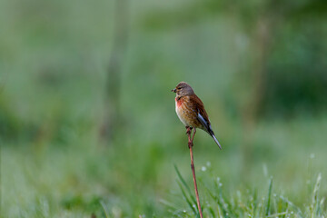 The common linnet (Linaria cannabina) is a small passerine bird of the finch family, Fringillidae.