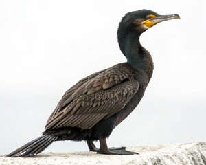 Fototapeta premium brandt-s cormorant isolated on white background