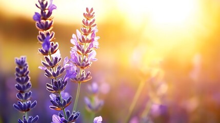 Obraz premium Close-up view of lavender flowers bathed in warm sunset light, showcasing delicate purple blossoms and soft bokeh background. : Generative AI