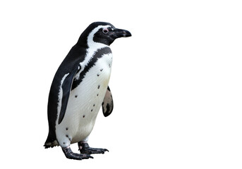 Obraz premium Solemn penguin stands alone against a stark black backdrop