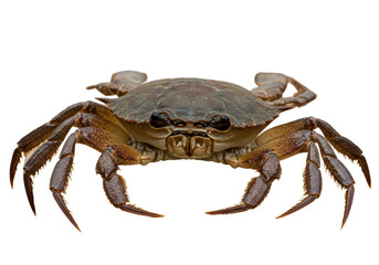 Sternfaced crab A crustacean portrait against black legs outstretched claws ready