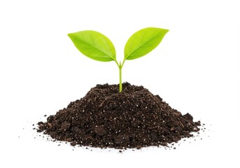 Small green plant with two leaves growing from a pile of dark soil on a white background