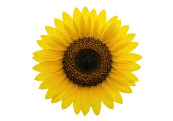 Fototapeta premium Close-up of a vibrant yellow sunflower with a dark brown center against a clean white background