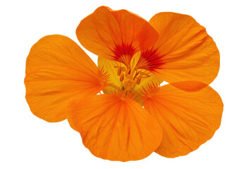 Vibrant Nasturtium Bloom Sunlit Orange Petals