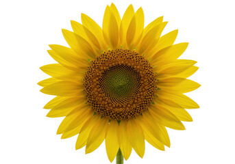 Obraz premium Vibrant sunflower blooms against stark black backdrop radiating beauty