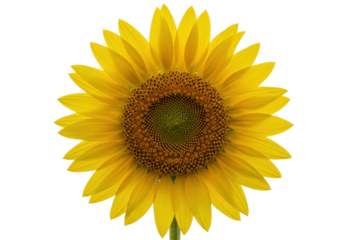 Vibrant sunflower blooms against stark black backdrop radiating beauty