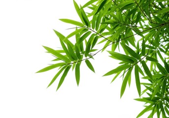 Naklejka premium Fresh green bamboo leaves against a white background create a natural and serene composition