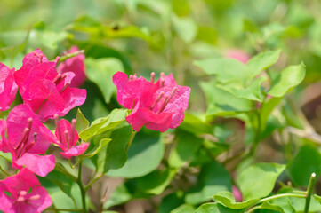 Bougainvillea or paper flower , red paper flower or Fuchsia flower