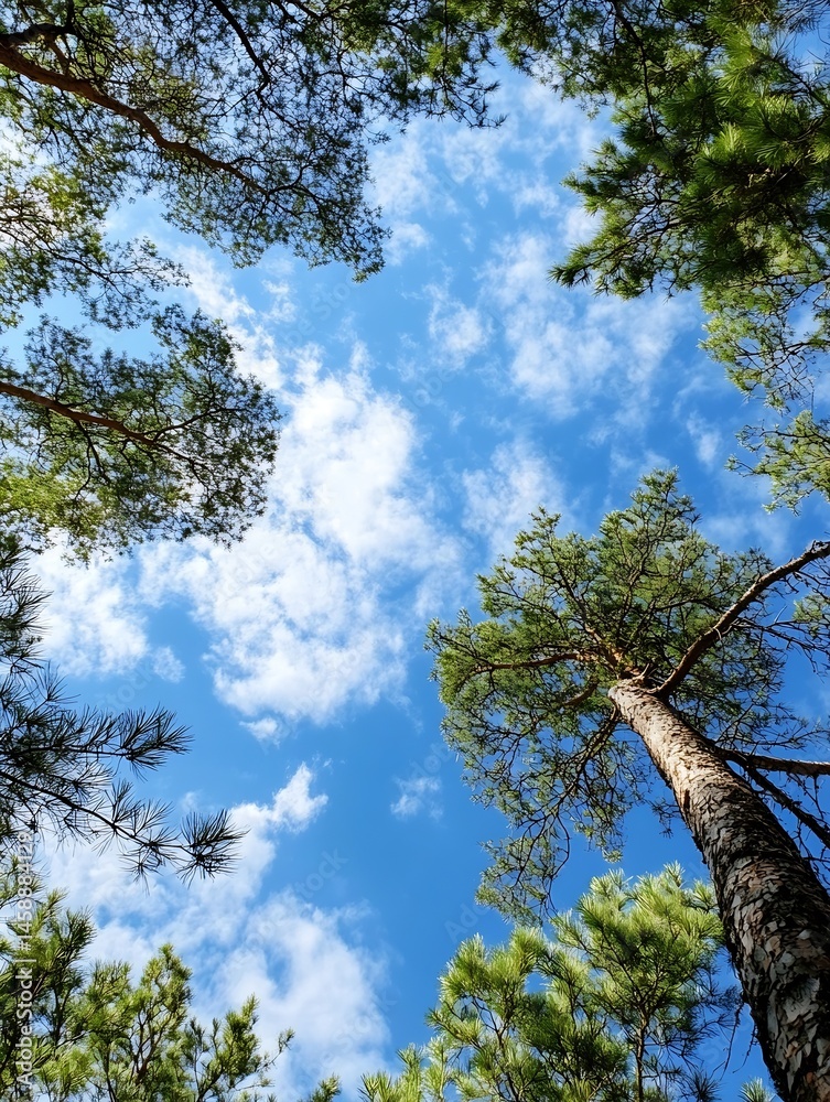 Poster looking up at a vibrant blue sky partially covered with fluffy white clouds, framed by the lush gree