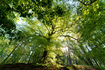 Cinq-Cent Arpents forest trail in the Chevreuse Valley Regional Nature Park