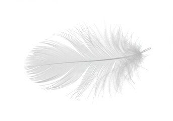 Obraz premium Single white feather isolated against a bright white background in a minimalist style