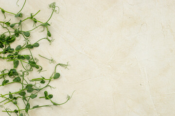 Fresh sprouting microgreens, top view. Sprouted peas seeds micro greens. Vegan food