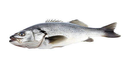 Obraz premium Fresh Sea Bass Fish Isolated on White Background - Perfect for Seafood Restaurants and Market Promotions