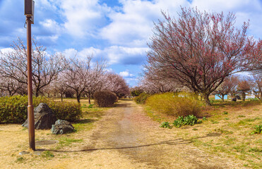本庄運動公園　梅林1ー11