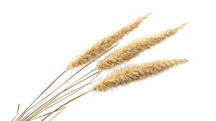 Fototapeta premium Reed Grass Isolated on White Background: Botanical Minimalism for Designers