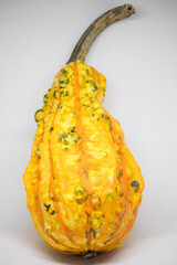 Unique orange gourd with textured skin displayed on neutral background for artistic appreciation