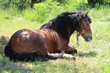 A horse lying in the grass