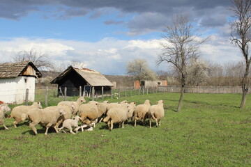 Flock of sheep grazing near rustic farm buildings under a cloudy sky