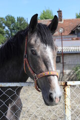 Majestic gray horse gazes over fence in rural setting during sunny day