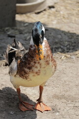 Colorful duck walking on the ground in a farmyard setting during the daytime
