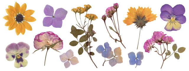 Pressed Summer Flowers Collection of Rose, Sunflower, Pansy, Hydrangea. Vintage Dried Wildflowers for Scrapbooking, botanical Collages and aesthetic design