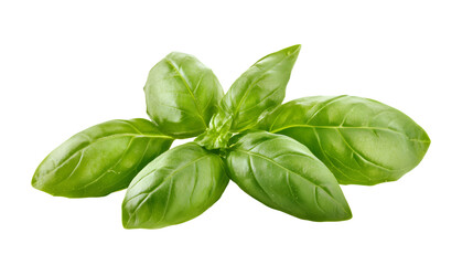 Fresh Basil Leaves Isolated on White Background for Culinary Design and Cooking Concepts