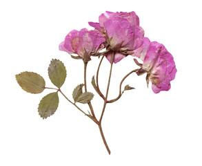 Pressed and Dried Pink Rose Branch. Flowers elements for Scrapbooking, Collage, craft, wedding, and...